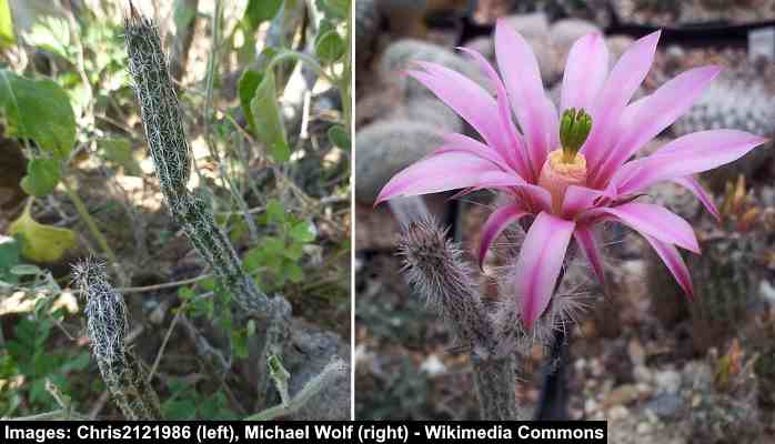 Dahlia Hedgehog Cactus (Echinocereus poselgeri)