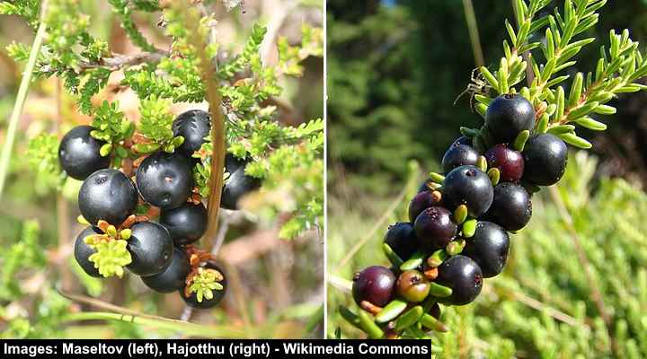 Black Crowberry (Empetrum nigrum)