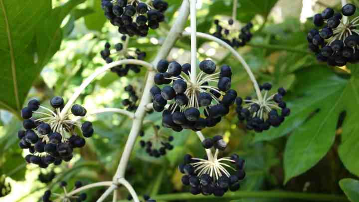 Japanese Aralia (Fatsia japonica)