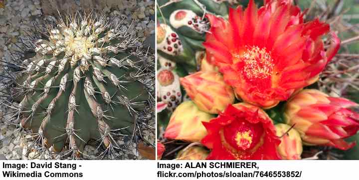 Traveler’s Friend (Ferocactus emoryi)