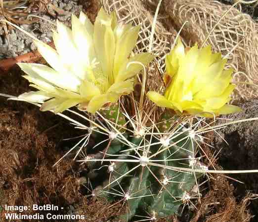 Turk’s Head (Ferocactus hamatacanthus)