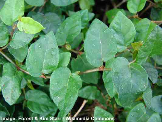Creeping Fig (Ficus pumila)