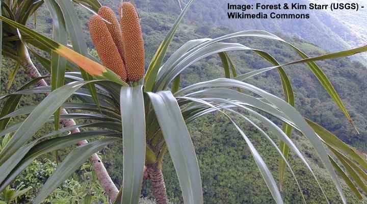 ʻIeʻie (Freycinetia arborea)