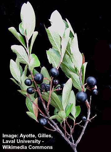 Black Huckleberry (Gaylussacia baccata)