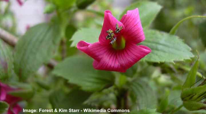 Hawaiian Red Cranesbill (Geranium arboreum)