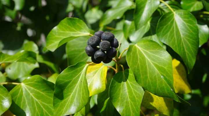 Common Ivy (Hedera helix)