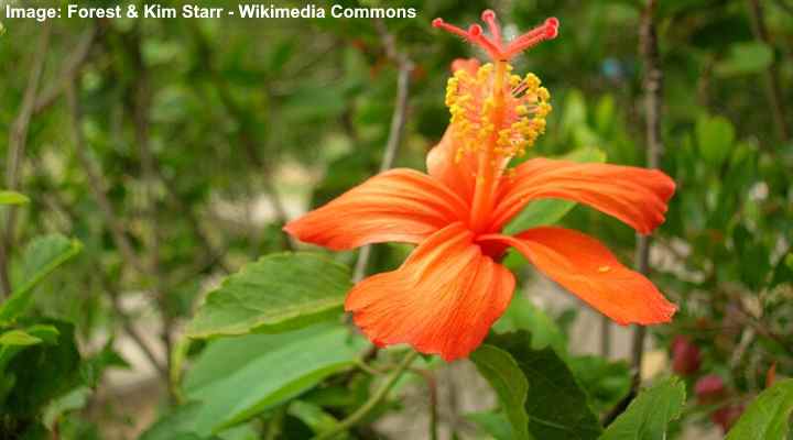 39 Beautiful Native Hawaiian Flowers You Must See