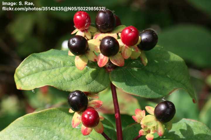 Shrubby St. John’s wort / Tutsan Berries (Hypericum androsaemum)