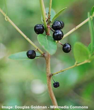 Tall Inkberry Holly (Ilex coriacea)