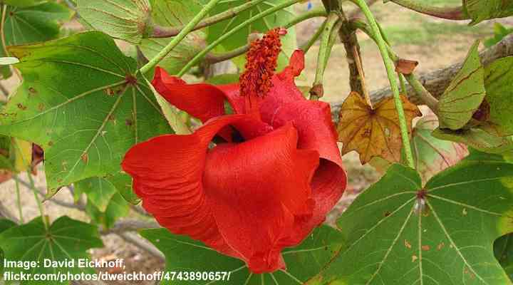 Koki'o (Kokia cookei)