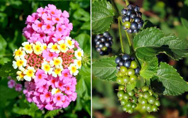 Common Lantana (Lantana camara)