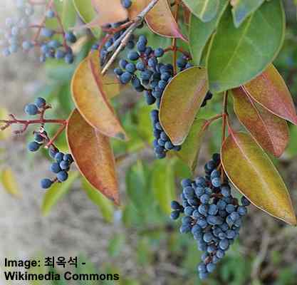 Japanese Privet (Ligustrum japonicum)