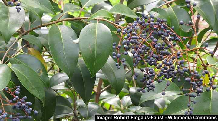 Wax-Leaved Privet (Ligustrum lucidum)