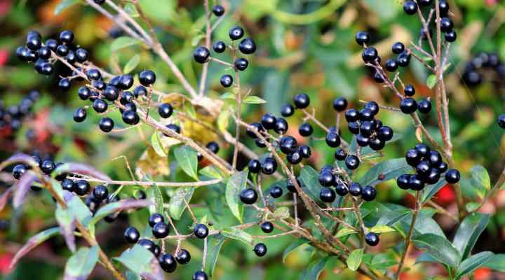 Common Privet (Ligustrum vulgare)