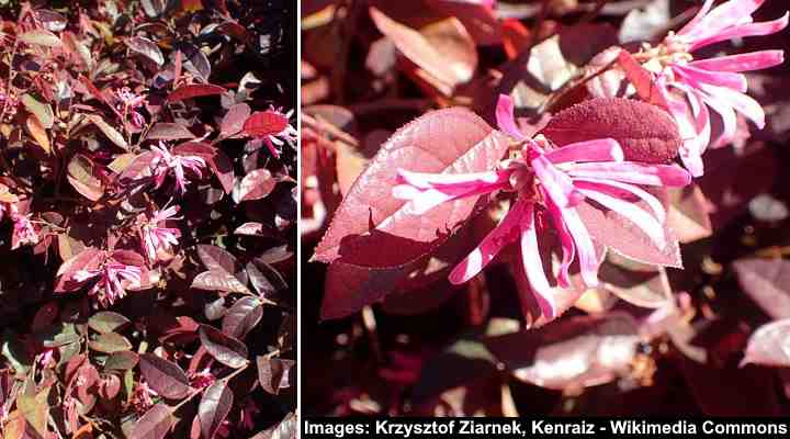 Chinese Fringe Flower ‘Razzle Dazzle’ (Loropetalum chinense r. rubrum ‘Razzle Dazzle’)