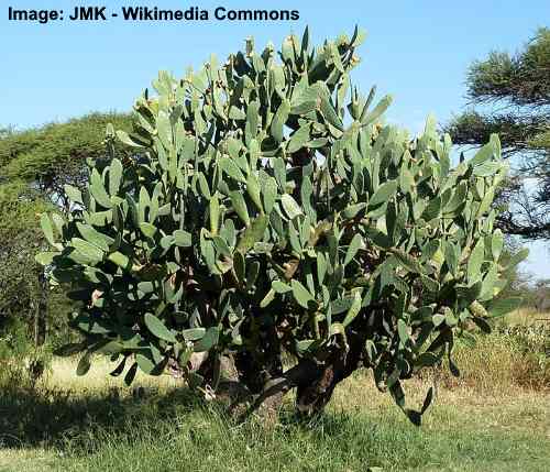 Indian Fig Cactus (Opuntia ficus-indica)