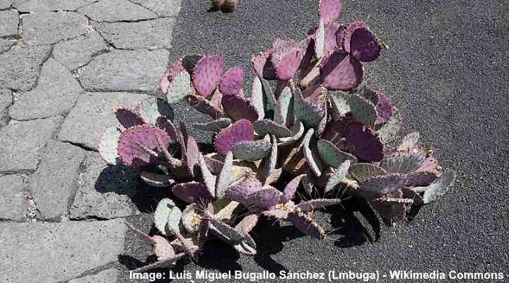 Long-Spined Purplish Prickly Pear (Opuntia macrocentra)