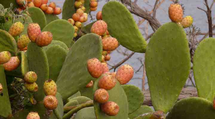 Prickly Pear Cactus (Opuntia)
