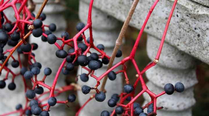 Virginia Creeper (Parthenocissus quinquefolia)