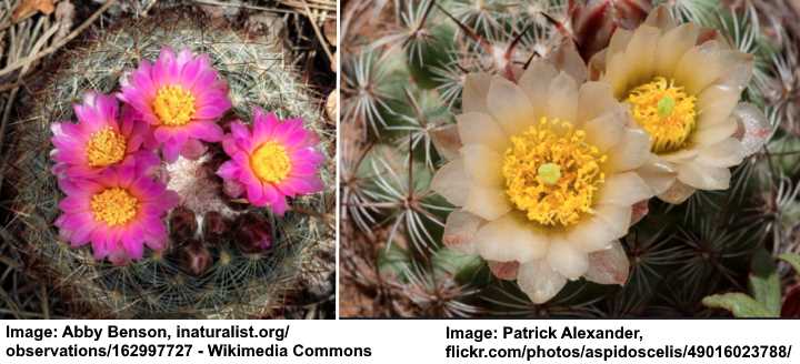 Simpson Hedgehog Cactus (Pediocactus simpsonii)