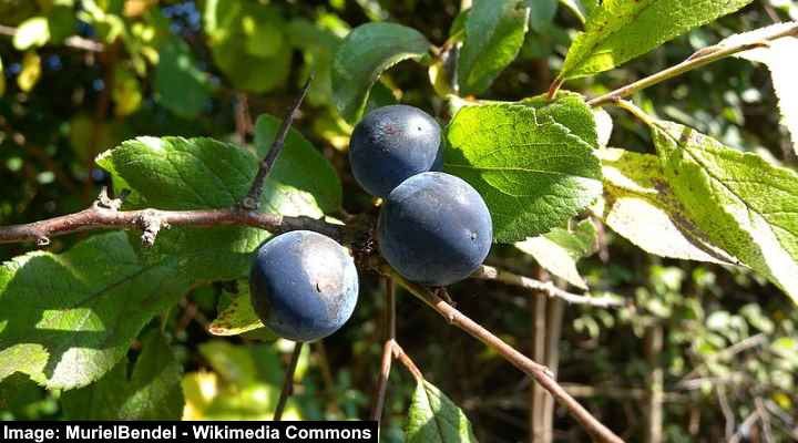 Spiked Blackthorn (Prunus spinosa)