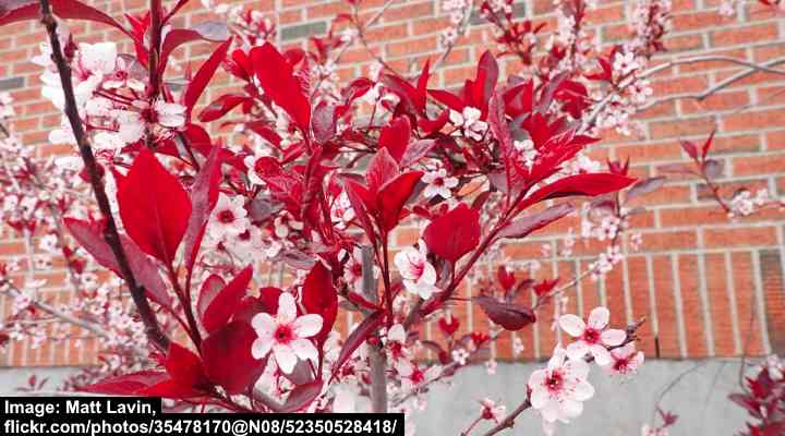 Purpleleaf Sand Cherry (Prunus x cistena ‘Crimson Dwarf’)