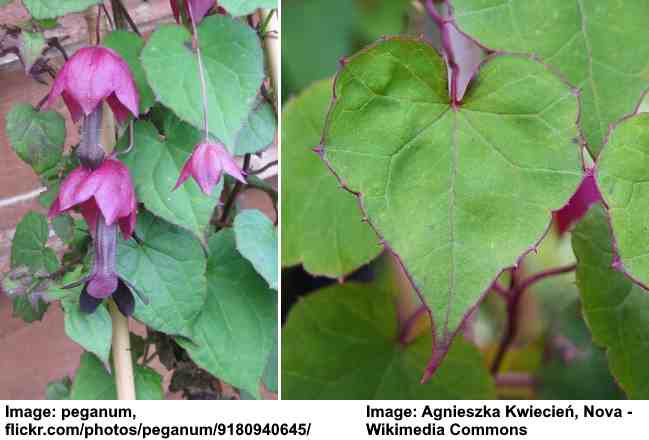 Purple Bell Vine (Rhodochiton atrosanguineus)