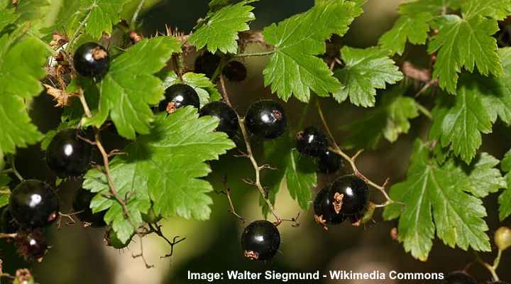 Black Gooseberry (Ribes lacustre)