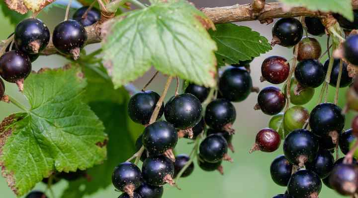 Blackcurrant (Ribes nigrum)