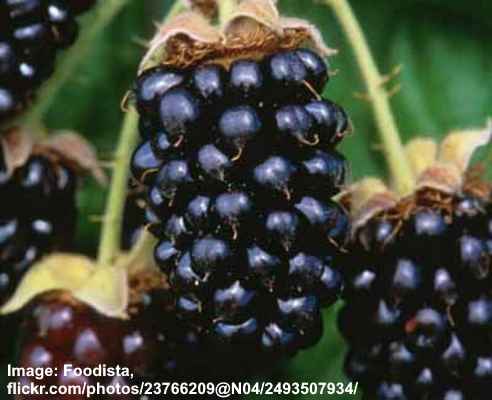 Marionberry (Rubus’ Marion’)