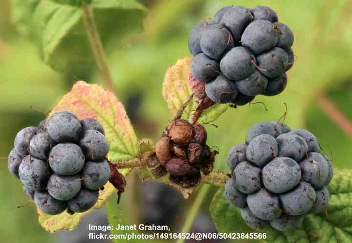 European Dewberry (Rubus caesius)