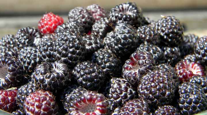 Black Raspberry (Rubus occidentalis)