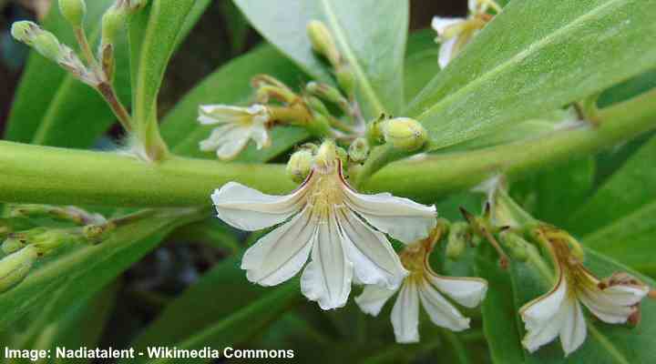 Naupaka (Scaevola taccada)