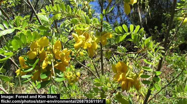 Māmane (Sophora chrysophylla)