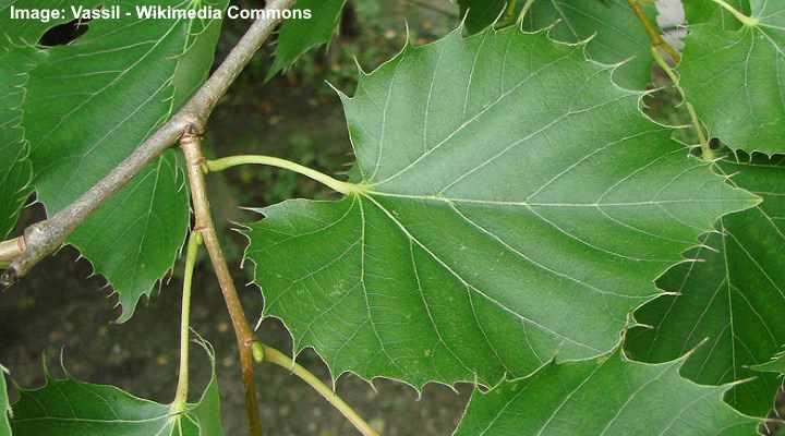 Henry’s Lime (Tilia henryana)