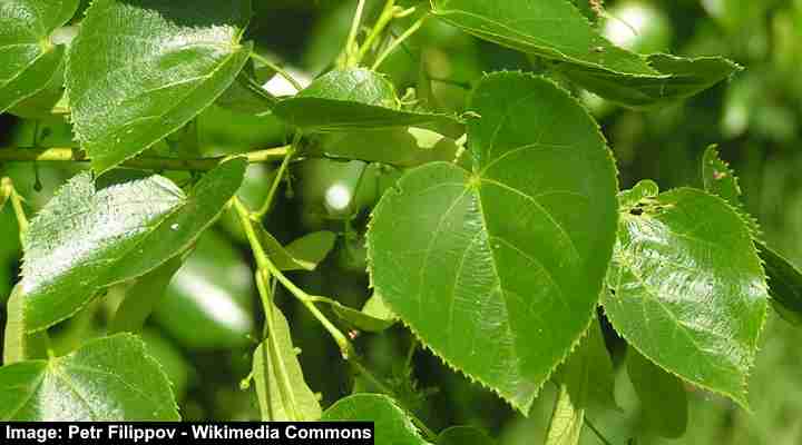 Caucasian Lime (Tilia x euchlora)