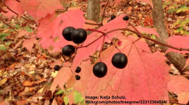 Mapleleaf Viburnum (Viburnum acerifolium)