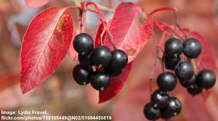 Nannyberry (Viburnum lentago)