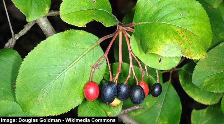 Blackhaw Viburnum (Viburnum prunifolium)