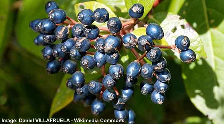 Laurustinus (Viburnum tinus)