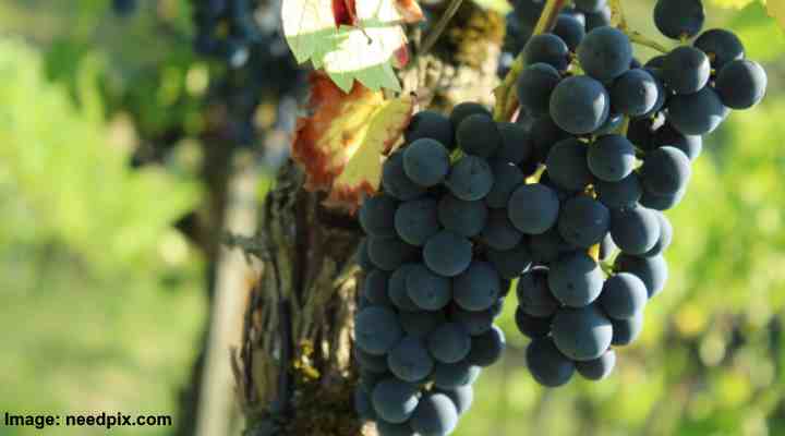 Black Spanish grape (Vitis’ Black Spanish’)