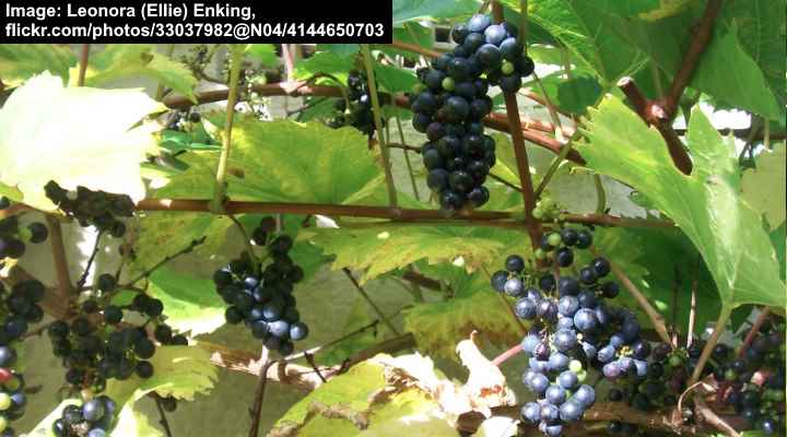 Grape Vine Black Hamburg (Vitis vinifera 'Schiava Grossa')