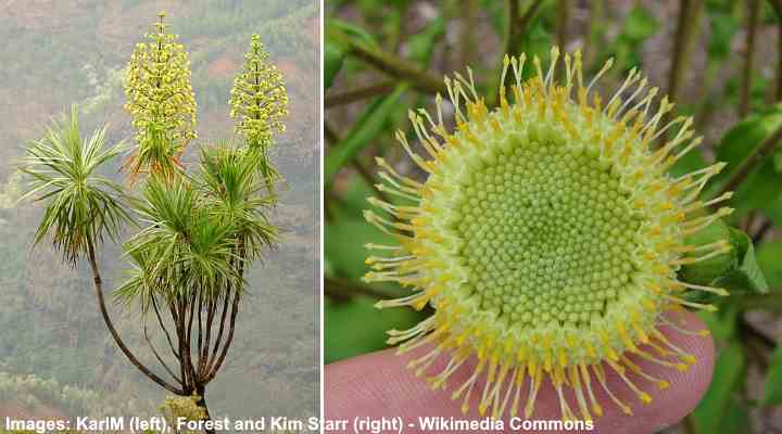Hawaiian Iliau (Wilkesia gymnoxiphium)