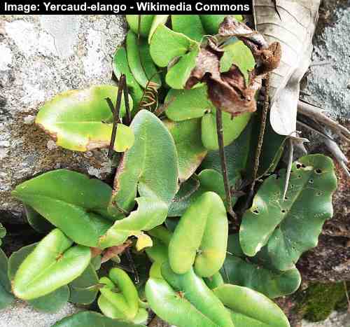 Heart Fern (Hemionitis arifolia)