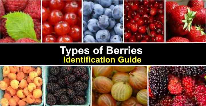 58 Types of Berries List of Berries With Their Picture and Name