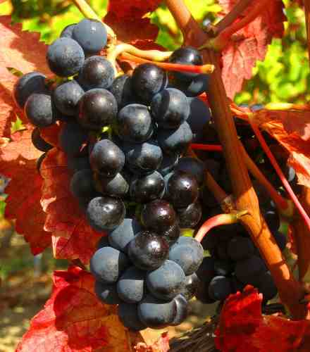 Black Grapes (Vitis)