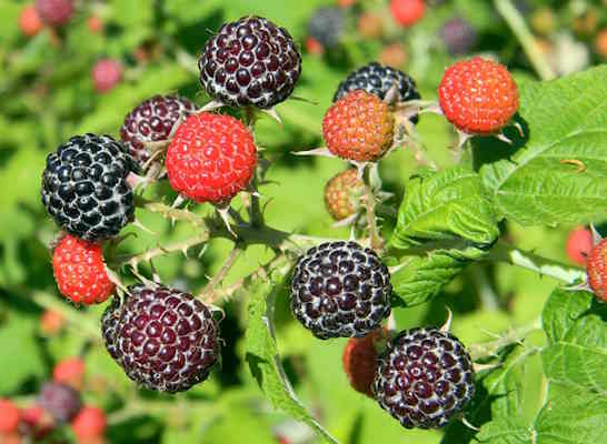 Wild Black Raspberries: Growing, Foraging and Cooking